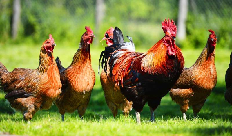 پنجاب حکومت نے” پولٹری فیملی پیکج “کا آغاز کردیا