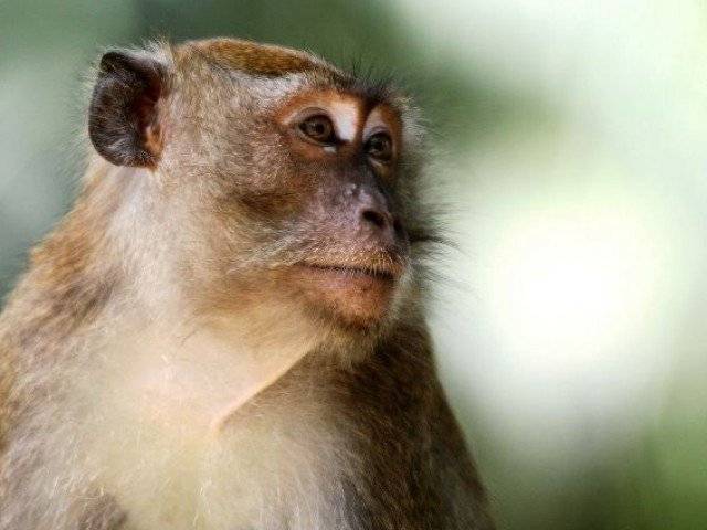 مصر میں خاتون کو بندر سے بدتمیزی مہنگی پڑ گئی 