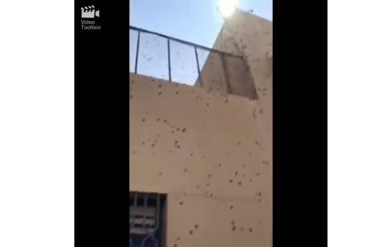 سعودی سکو ل پر جھینگروں کا حملہ 