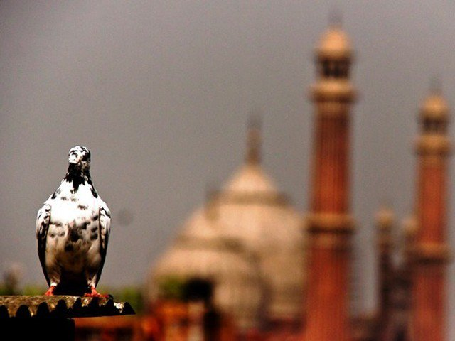 لاہور کی خوبصورتی اور رونق کی علامت جنگلی کبوتروں کی تعداد میں حیران کن کمی