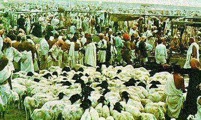 عازمین حج کےلئے 10 لاکھ سے زائد جانور قربانی کےلئے جمع کر لئے گئے