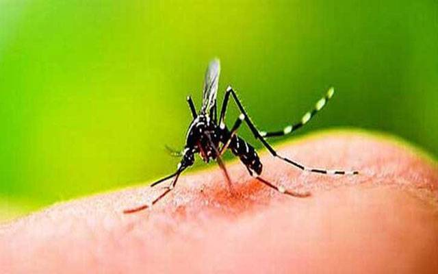 اسلام آباد میں ڈینگی وائرس سر اٹھانے لگا