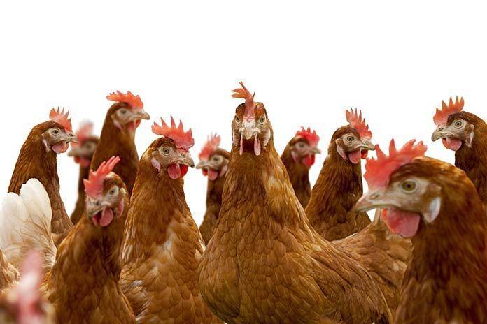 سندھ میں وزیر فشریز نے 20 مرغیاں بانٹنا شروع کر دیں