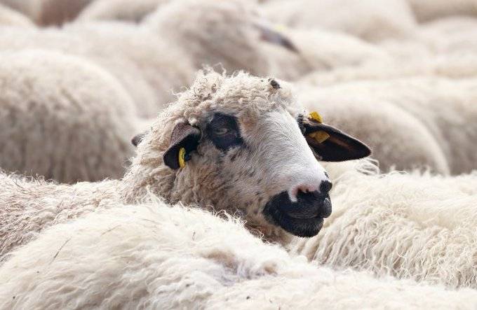 سعودی عرب میں جانوروں میں وبائی امراض کی رپورٹ نہ کرنے پر 10لاکھ ریال جرمانہ