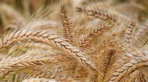 وفاق سے مزید 4لاکھ ٹن گندم مانگ لی گئی