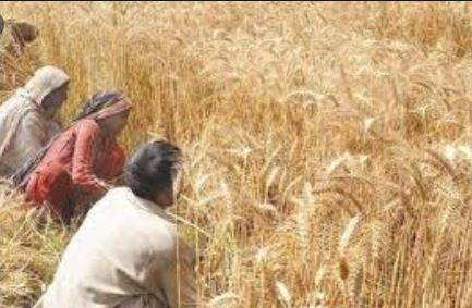 پنجاب میں گندم کی پیداوار میں اضافہ کےلئے 16ارب 51کروڑ80 لاکھ روپے کا منصوبہ شروع