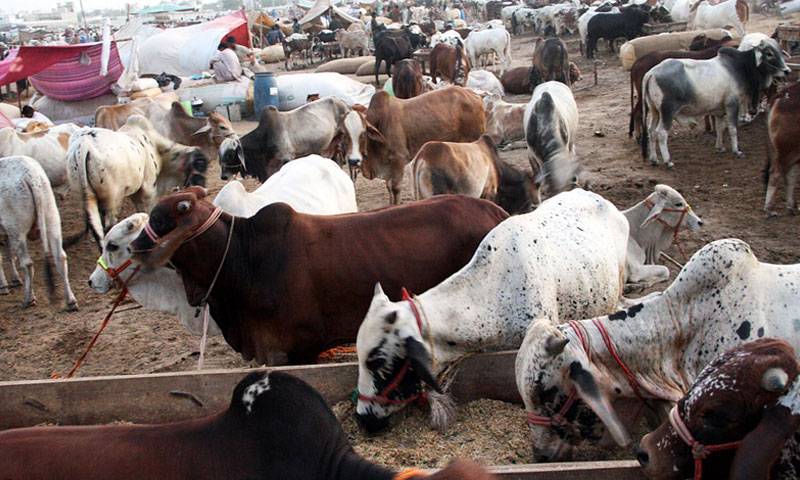عیدالاضحی پر کانگو بخار کا خدشہ، ہدایات جاری 