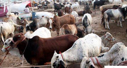 عید الاضحی پر مویشی منڈیوں کے قیام سے متعلق حکومت نے اہم ہدایات جاری کردیں 