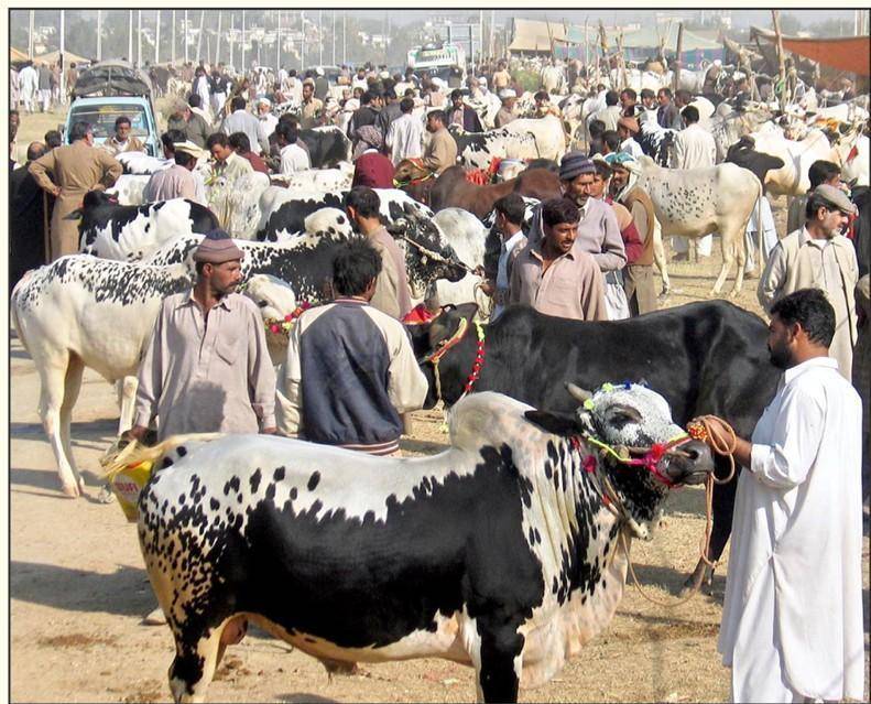 'مویشی منڈیوں کے اوقات کار صبح 6 سے شام 7 بجے تک ہوں گے'