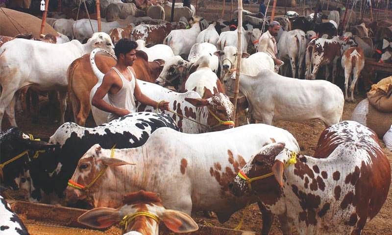 سندھ: ایس او پیز کے تحت مویشی منڈیاں قائم کرنے کی اجازت 