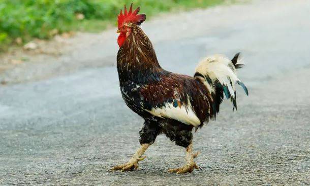 اٹلی ،علی الصبح بانگ دینے پر مرغے پر 33 ہزار روپے جرمانہ