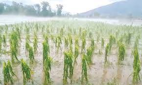 سندھ کا وفاق سے کسانوں کے زرعی قرض اور ٹیکس معاف کرنے کا مطالبہ