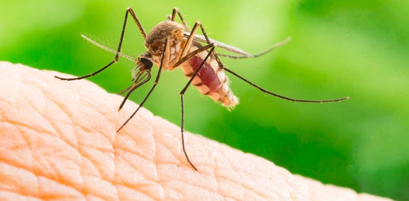 corona virus,mosquitos,saudi health ministry,transmitted