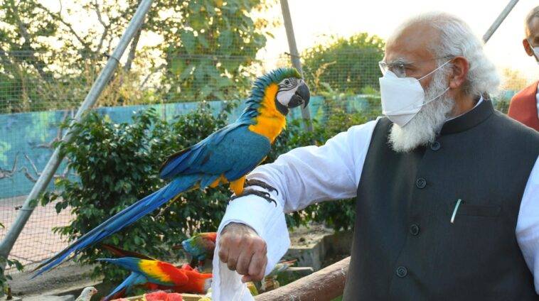 This parrot can be deported to Pakistan for insulting Indian Prime Minister Modi
