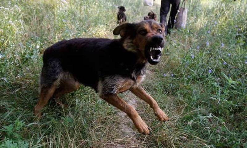 nawaz sharif,bitten by dog, child,gujranwala