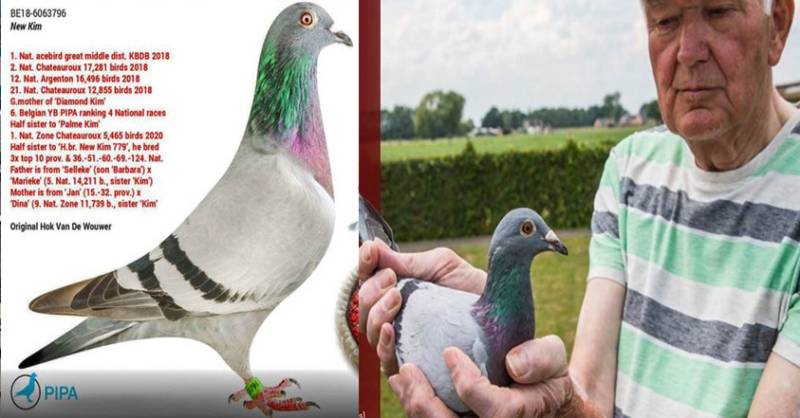  The world's most expensive pigeon costs only Rs 23 crore