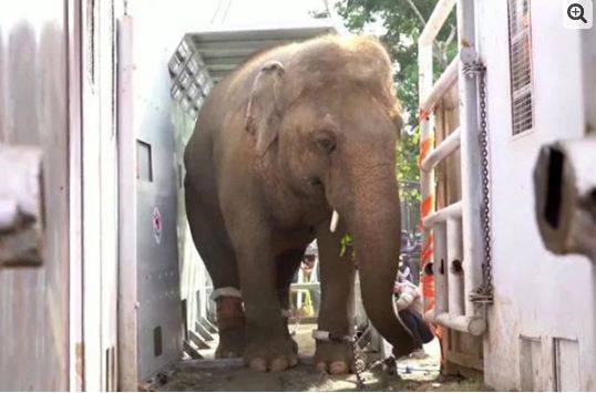  کاون ہاتھی کمبوڈیا پہنچ گیا 