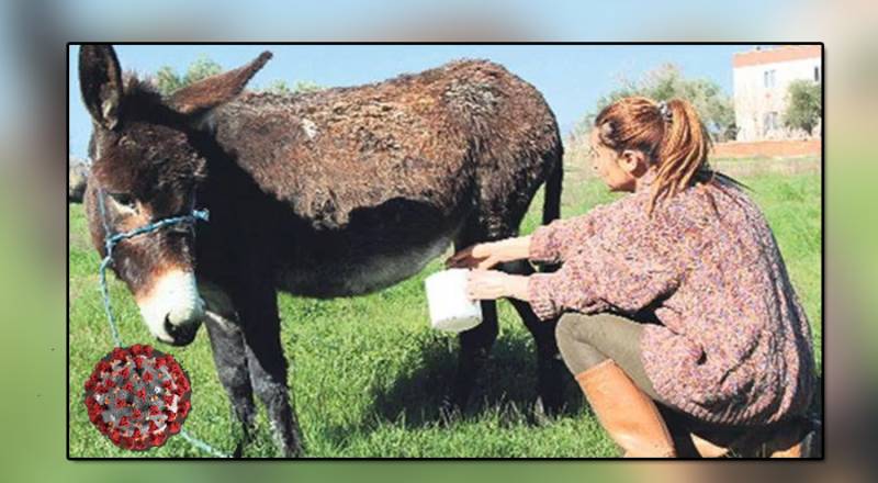 گدھی کے دودھ سے کورونا کا علاج 