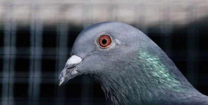 سڈنی ، آسٹریلیا میں امریکی کبوتر کو ہلاک کرنے کافیصلہ 