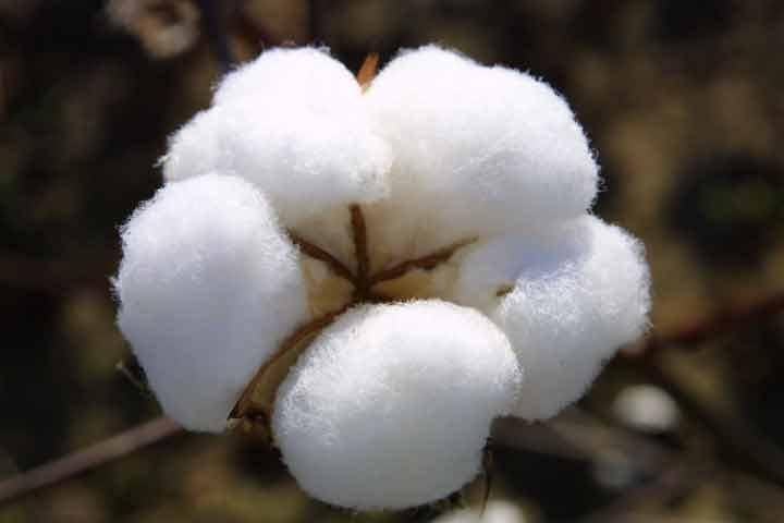کاٹن کی پیداوار 30 سال کی کم ترین سطح پر