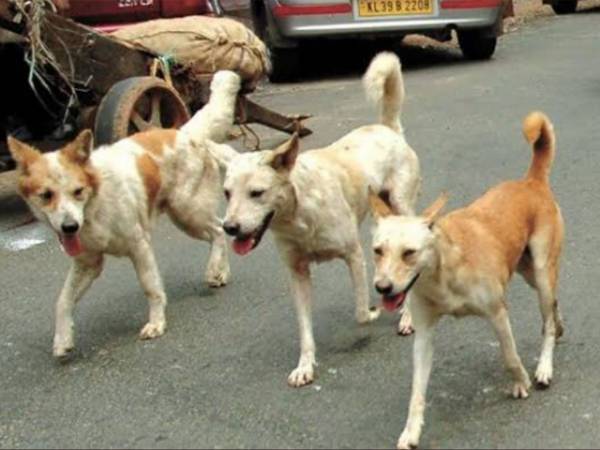 ماموں کانجن : آوارہ کتے کو ماری گئی گولی راہ گیر کو جالگی، شہری جاں بحق، کتا بچ نکلا