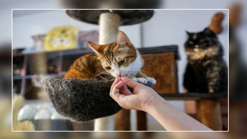 دبئی میں بلیوں کے کیفے ٹیریے کی دھوم 