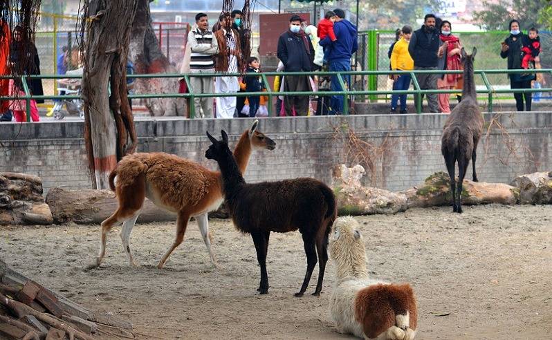 لاہور : چڑیا گھر کے تمام جانوروں کا کورونا ٹیسٹ