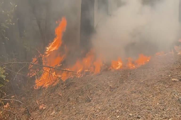  کروڑ لعل عیسن کے جنگل میں اچانک آگ بھڑک اٹھنے سے لاکھوں روپے کے درخت جل کر راکھ 