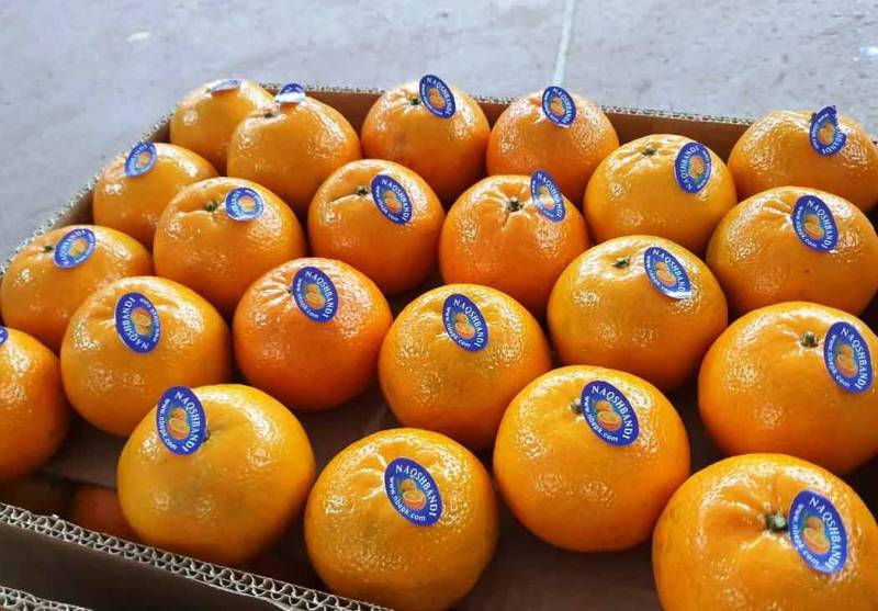 ایران نے پاکستان سے کینو کی امپورٹ پر لگائی گئی پابندی کو ختم کر دیا