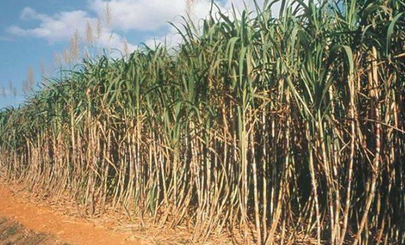 سندھ میں گنے کی فصل پر نئی بیماری نے حملہ کردیا 