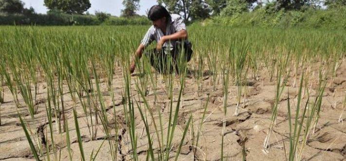 سندھ میں فصلیں پانی کی قلت کا شکار ،لاکھوں کے نقصان کا اندیشہ 