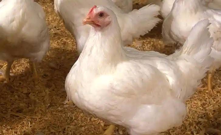 مرغیوں میں وائرس بیماری کی خبریں، پاکستان میڈیکل ایسوسی ایشن نے عوام کو ’خبردار‘ کر دیا