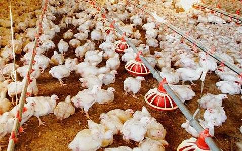 ماہرین نے ملک بھر میں مرغیوں میں نئے وائرس کی تصدیق کر دی