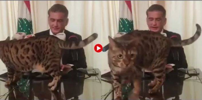 لبنانی سیاستدان کی پریس کانفرنس میں بلی کی اچانک انٹری 