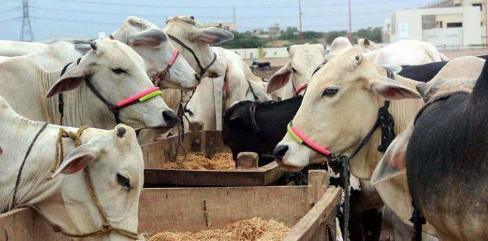 عدالت نے عید الضحی تک مویشیوں کی بیرون ملک برآمد پر پابندی عائد کردی