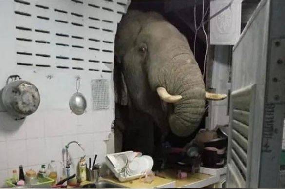 تھائی لینڈ میں ہاتھی کھانے کی تلاش میں دیوارتوڑ کر گھر میں جاگھسا 