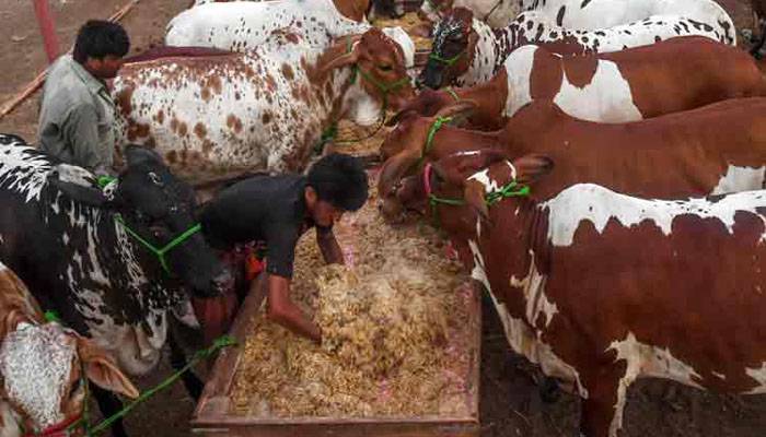 Lahore cattle market,Shahpurkanjra