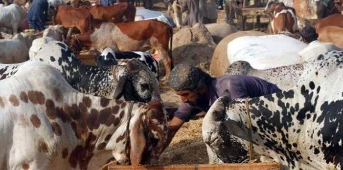 کراچی میں ملک کی سب سے بڑی مویشی منڈی میں لاکھوں جانور پہنچ گئے 