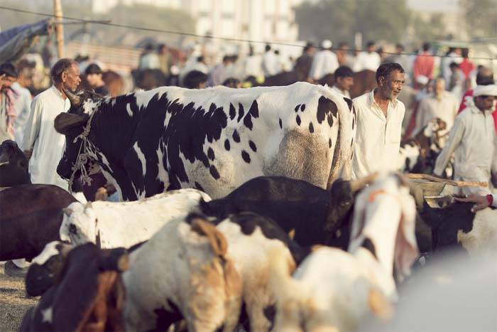 Lahore Karachi Bakar Mandi,Cattle Shope,Bakra Eid