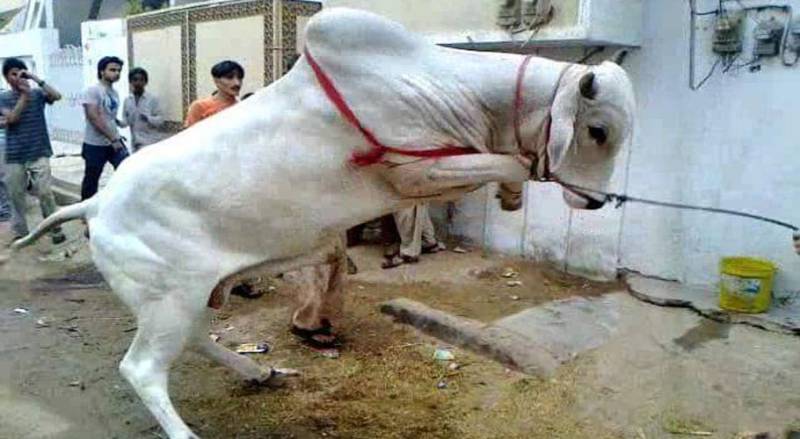 عیدالاضحیٰ کے دوسرے روز بھی ملک بھر میں سنت ابراہیمی کی ادائیگی جاری