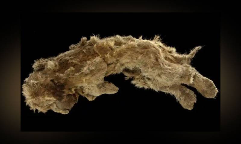 Serbia: The body of a lion cub that died 28,000 years ago has been discovered