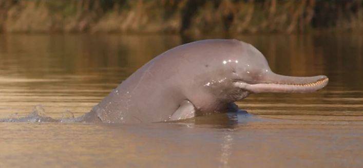 پنوعاقل میں نایاب نسل کی ڈولفن عوام کے ہاتھوں ہلاک ہوگئی 