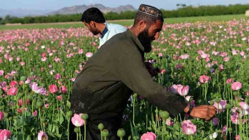 طالبان نے ملک میں ’پوست‘ کی کاشت پر پابندی لگا دی