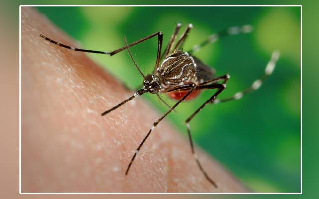Coronavirus, Pakistan, patients, death, PTI government, NCOC, WHO