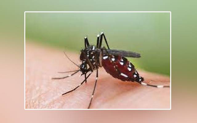 Dengue fever, Punjab, Lahore, PTI government, health department