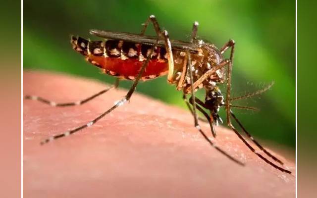 Dengue cases, Pakistan, health department, PTI government, NCOC