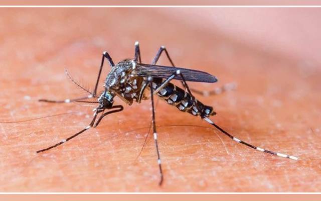 Dengue mosquito, fever, Pakistan, cases, deaths hospitals, PTI government