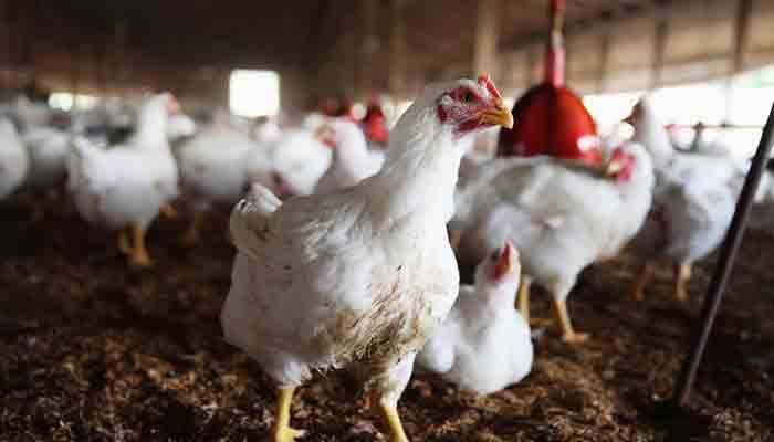 لاہور میں 50 من مردہ مرغیوں کا گوشت پکڑا گیا