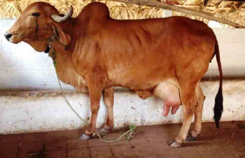  بھارت میں گائے 20 گرام سونے کی چین نگل گئی