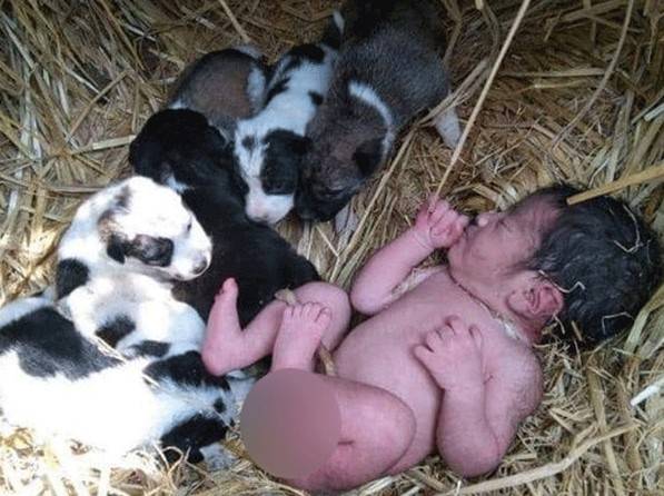 کتیا کے خاندان کی انسان دوستی کا حیران کن واقعہ ، مادہ کتیا اپنے پلوں کے ساتھ نومولود بچی کی حفاظت کرتی رہی 